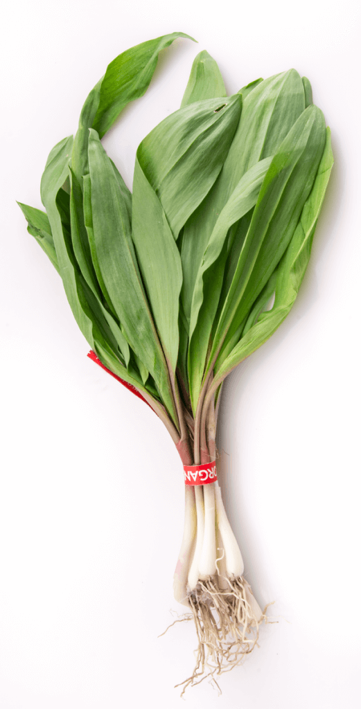 A bunch of organically-grown ramps, from a farmer's market