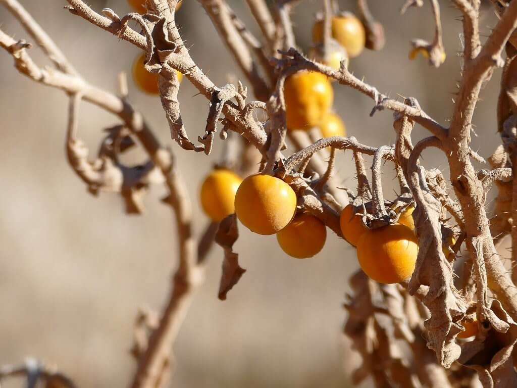 Silverleaf Bitter Apple (Solanum elaeagnifolium) fruits