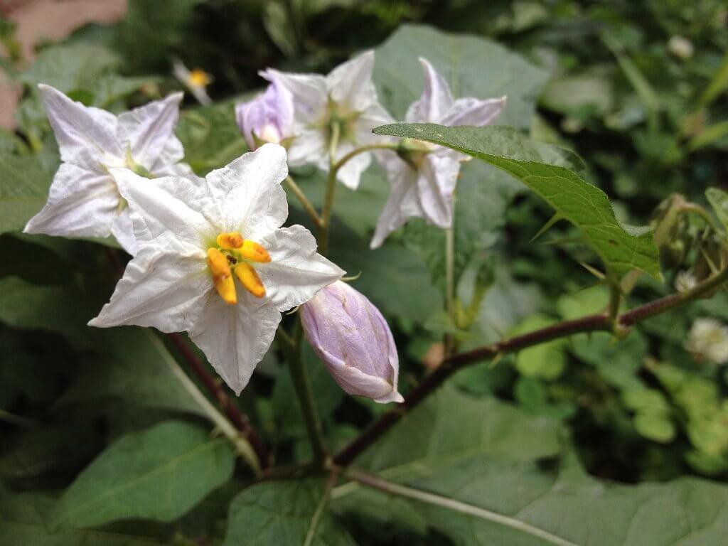Solanum carolinense in flower