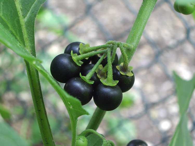 Ripe black fruits of the Black Nightshade (Solanum nigrum)