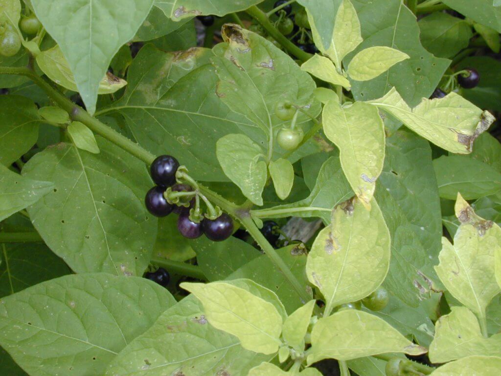 Solanum americanum Berries