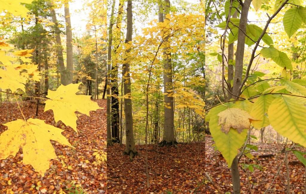 Beech-maple forest