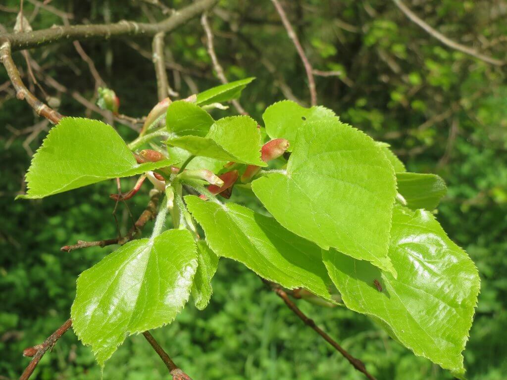 Young Little Leaf Linden Leaves