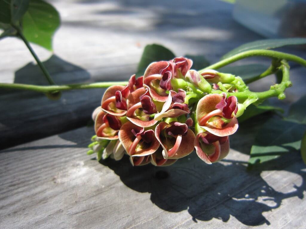 Groundnut Flowers 