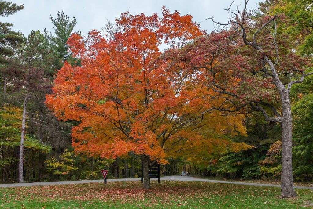 Autumnal Leaves on Sugar Maple (Acer saccharum)