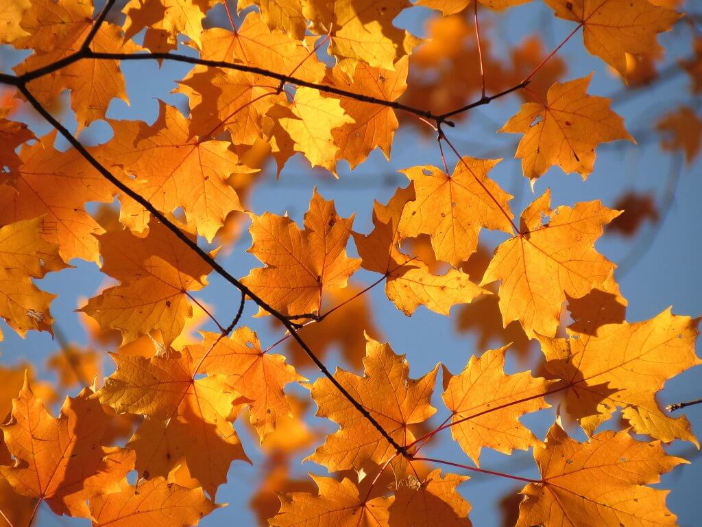 Sugar Maple in the Fall (Acer saccharum)