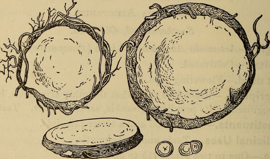 Illustration showing slices of the Jack in the pulpit corm