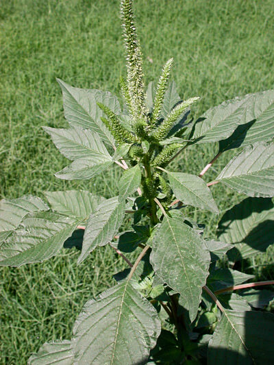 Palmer Amaranth Amaranthus palmeri