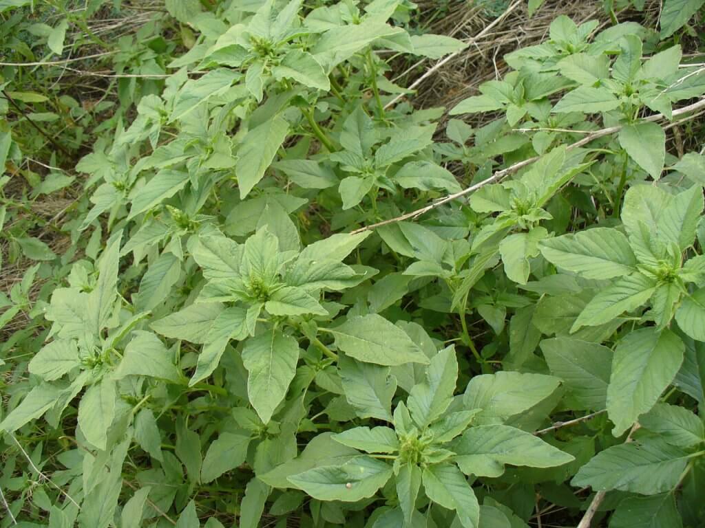 Amaranthus retroflexus