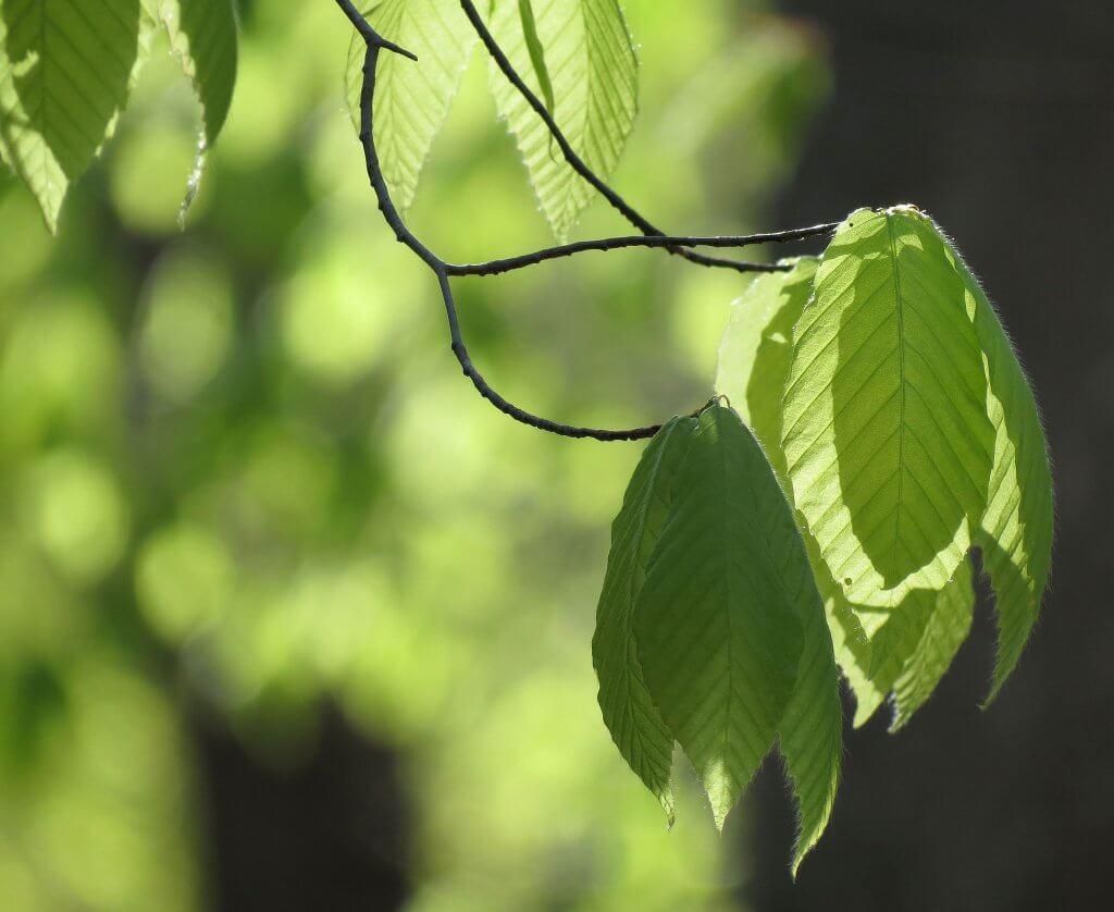 You Can Eat Leaves
