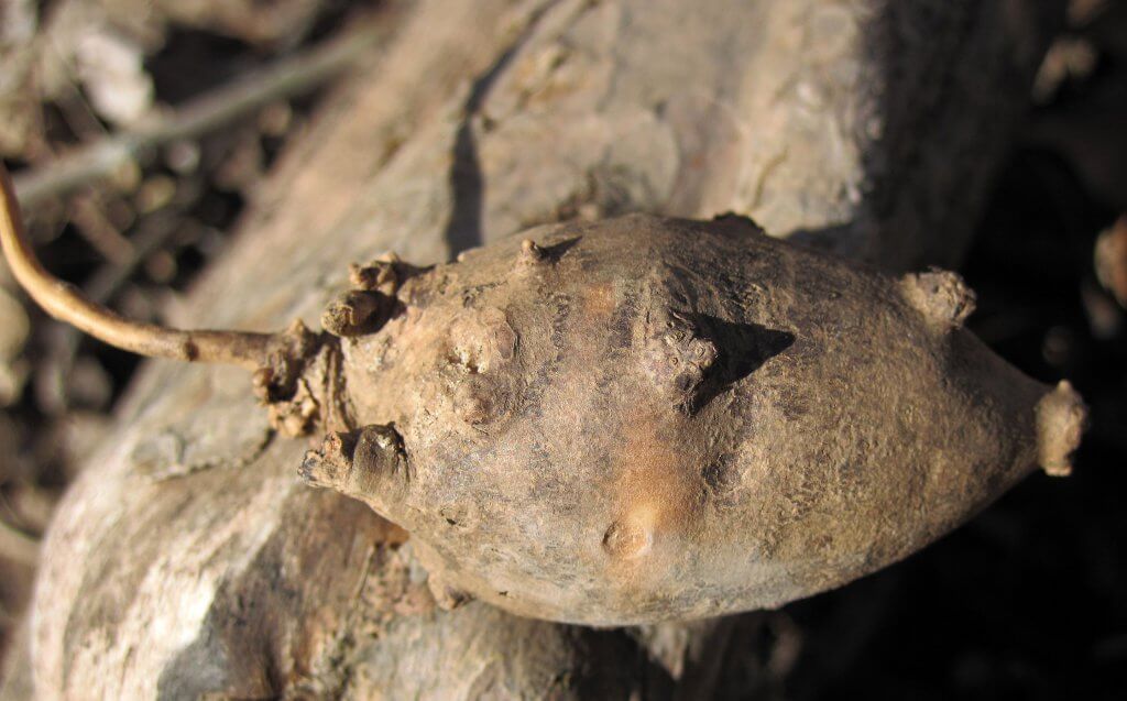 Apios americana - American groundnut tuber in Ohio
