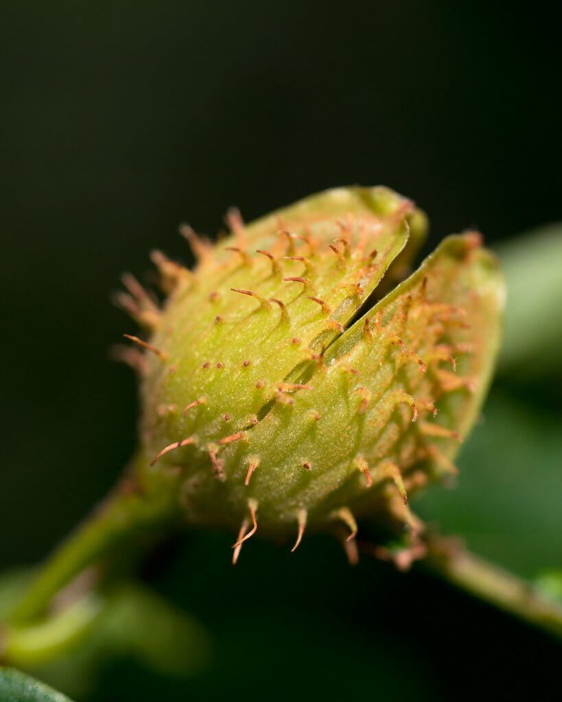 Fagus grandifolia (American Beech) developing fruit