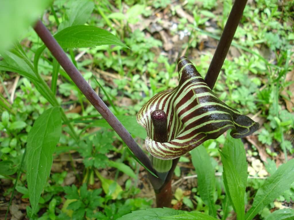 Jack in the pulpit Infloresence