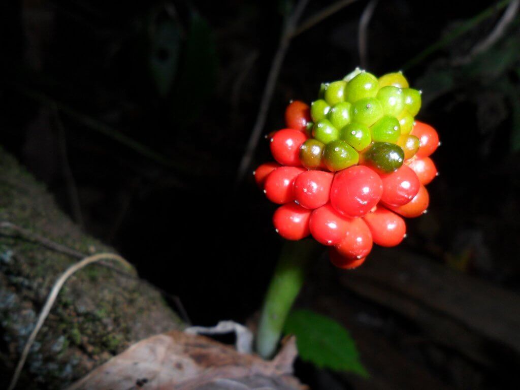 Jack in the Pulpit Berries