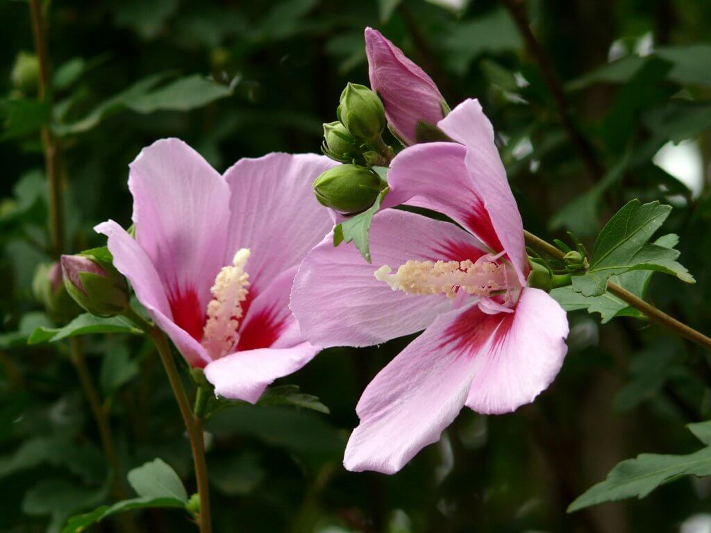 Hibiscus syriacus