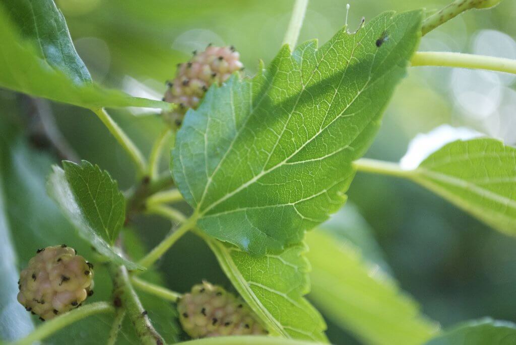 Edible Red Mulberry Leaves and Berries