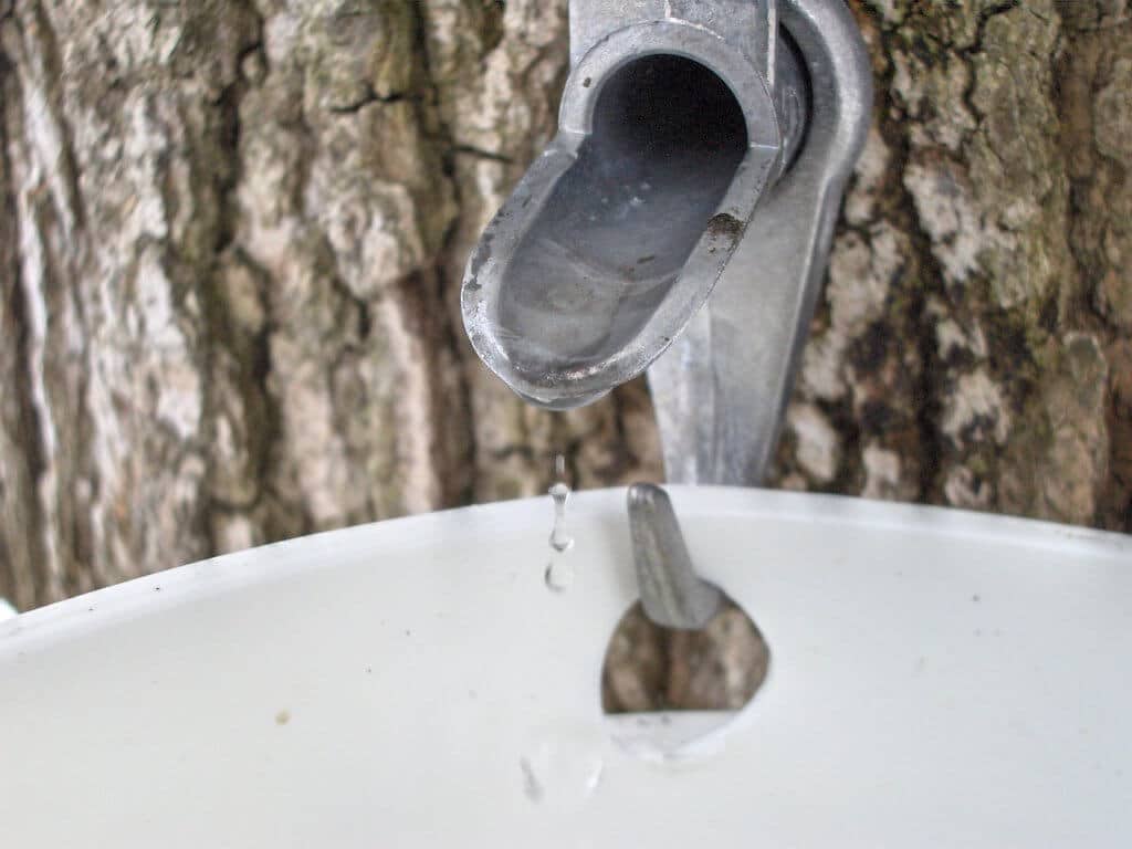 Sap dripping from a Maple tap
