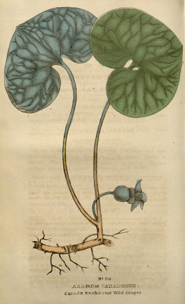 Wild Ginger (Asarum canadense) Illustration