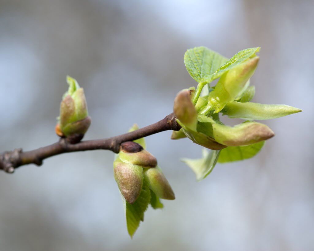 Tilia americana (American Linden) juvenile leaves