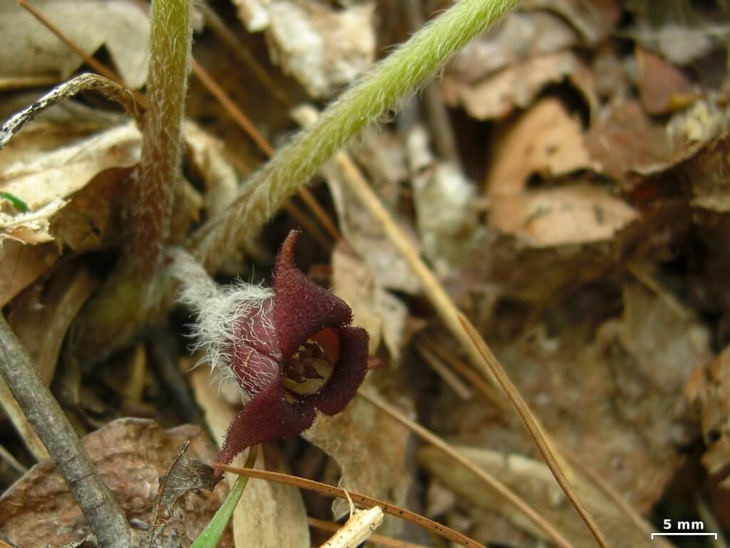 Wild Ginger Flower (Asarum canadense)