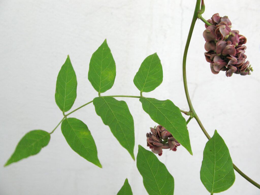 American Groundnut Leaves and Vine