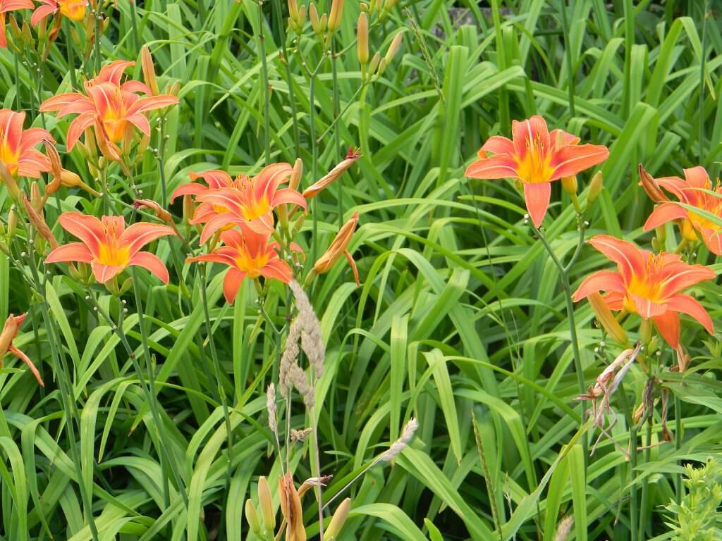 Cluster of Day lilies (Hemerocallis fulva)