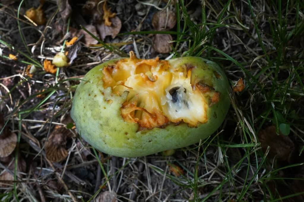 Fallen pawpaw fruit
