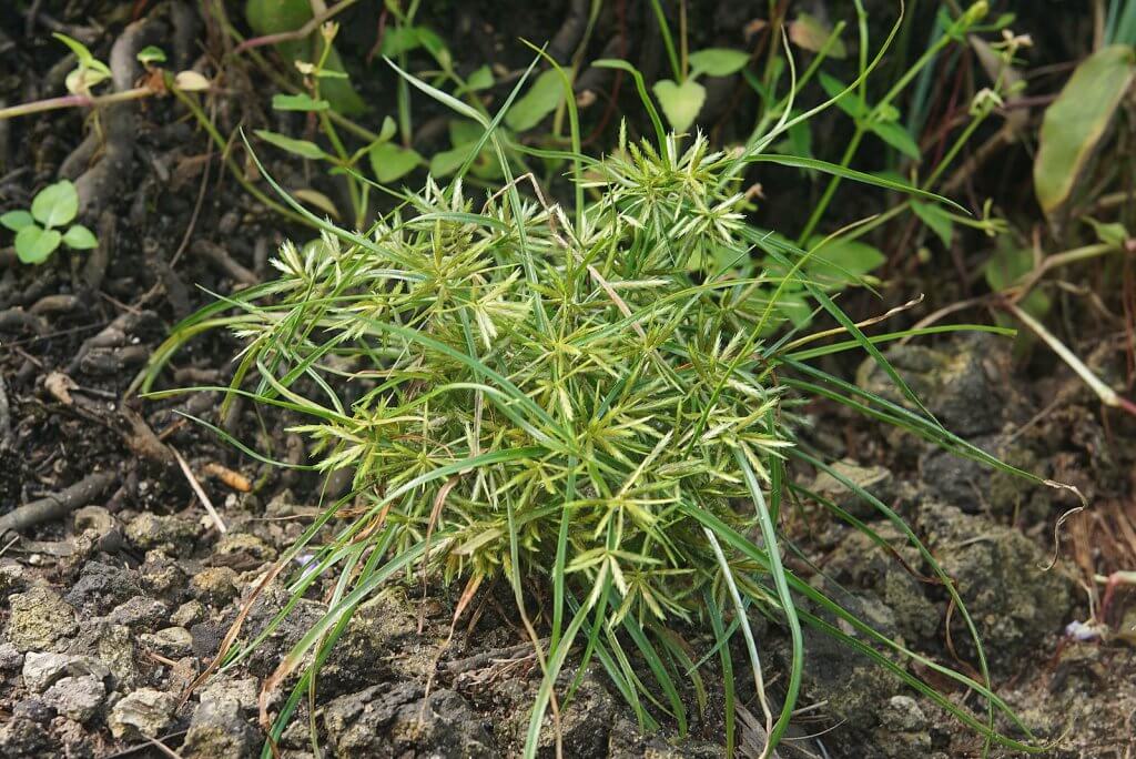 Chufa (Cyperus esculentus)