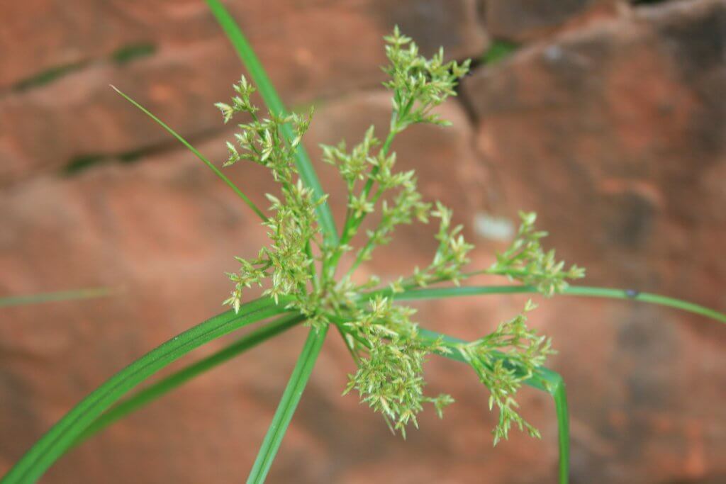 Chufa Flower Bracts (Cyperus esculentus)