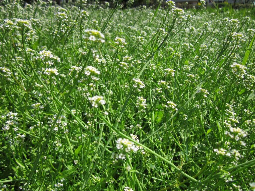 Large patch of Shepherd's Purse (Capsella bursa-pastoris)