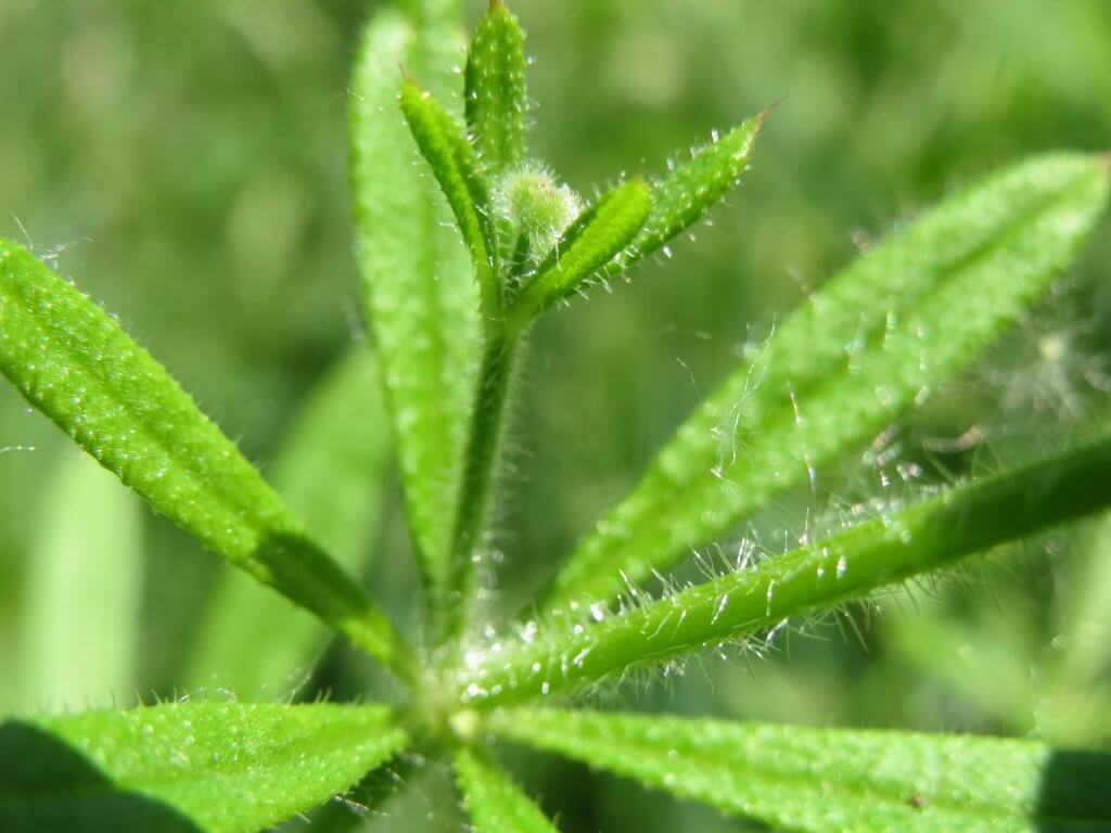 Close up of Cleavers Bedstraw leaves (Galium aparine)