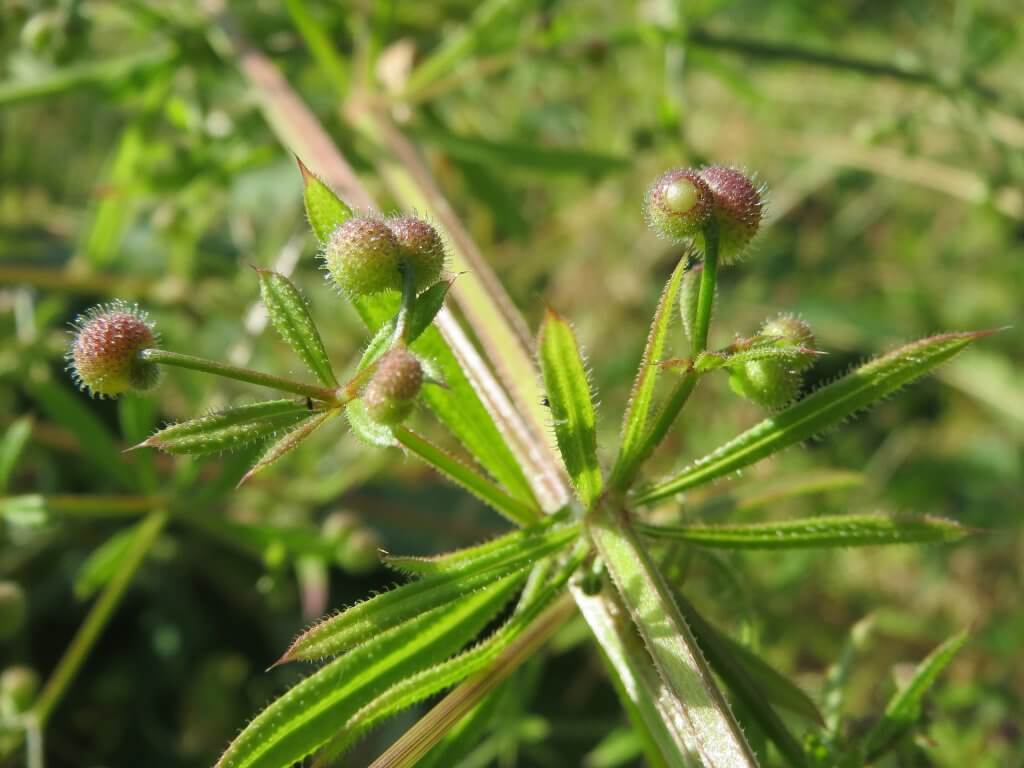 Cleavers Bedstraw Burrs (Galium aparine)