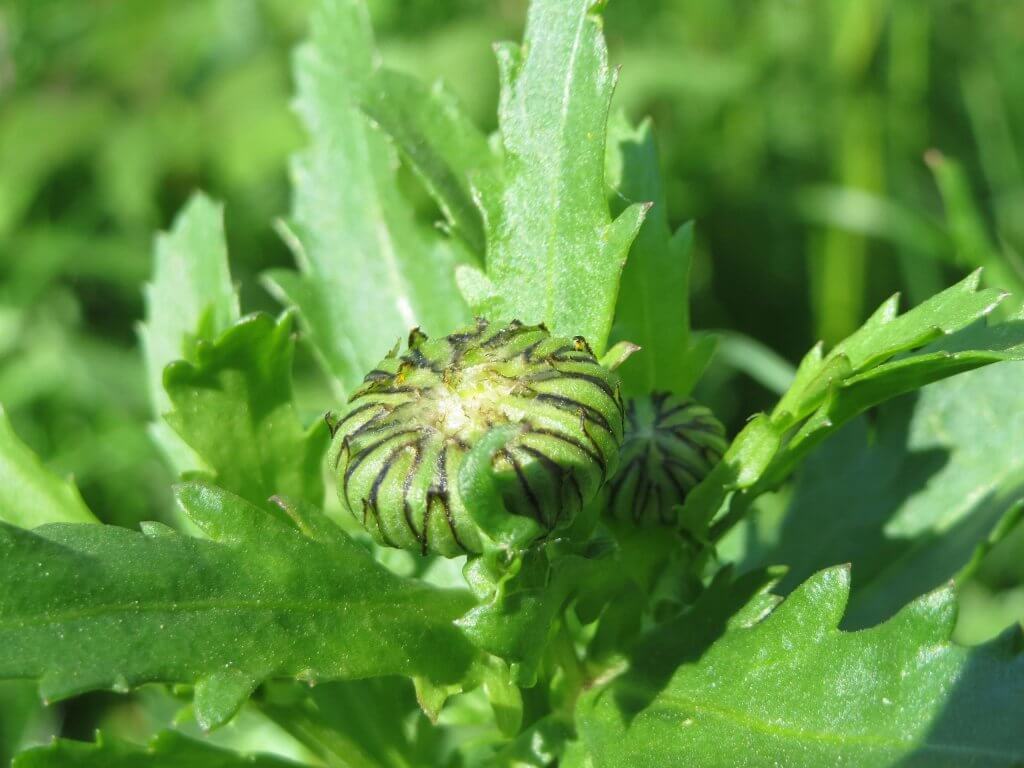 Ox-eye daisy flower buds (Leucanthemum vulgare)