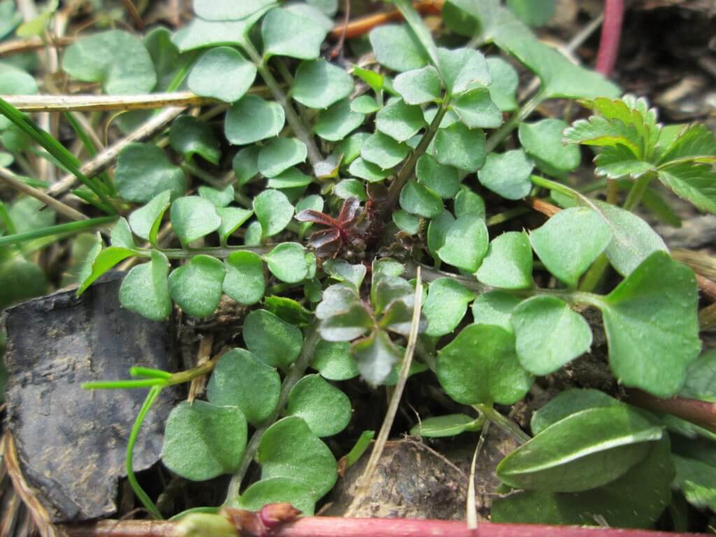 Bittercress (Cardamine hirsuta) 