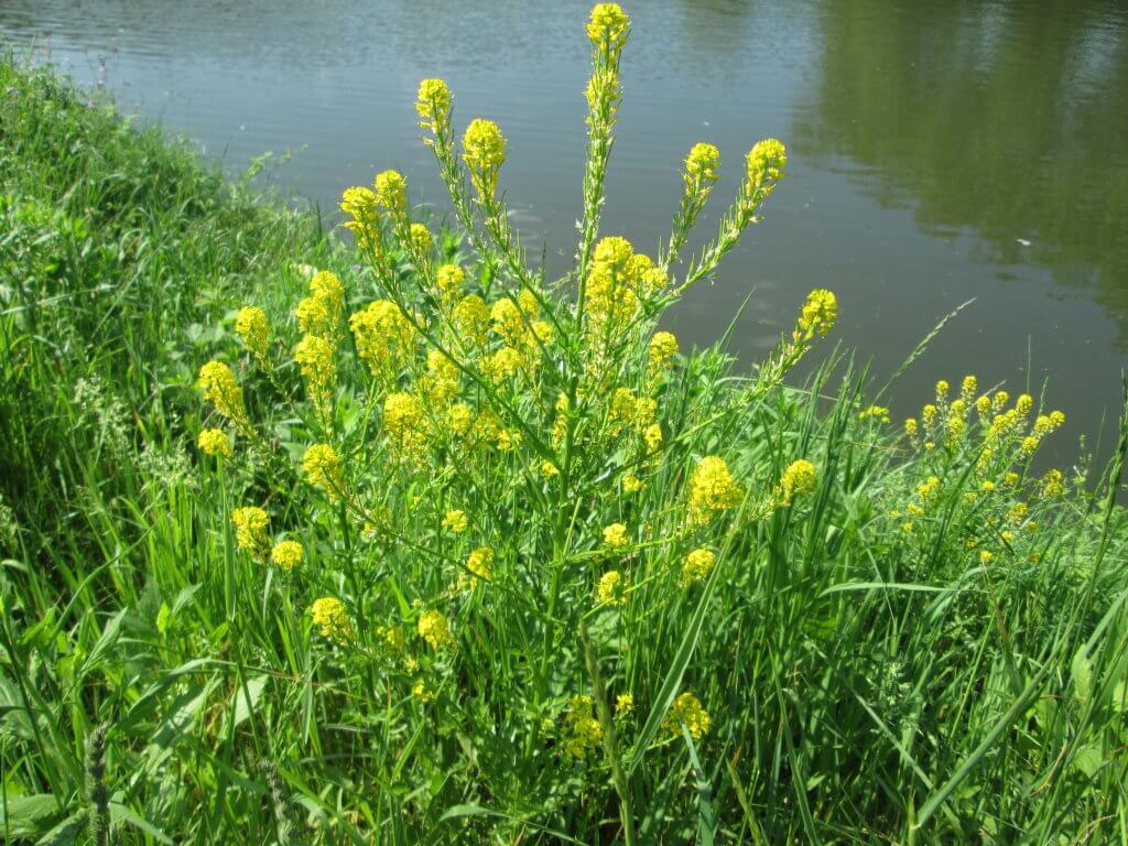 Winter cress next to a river (Barbarea vulgaris)