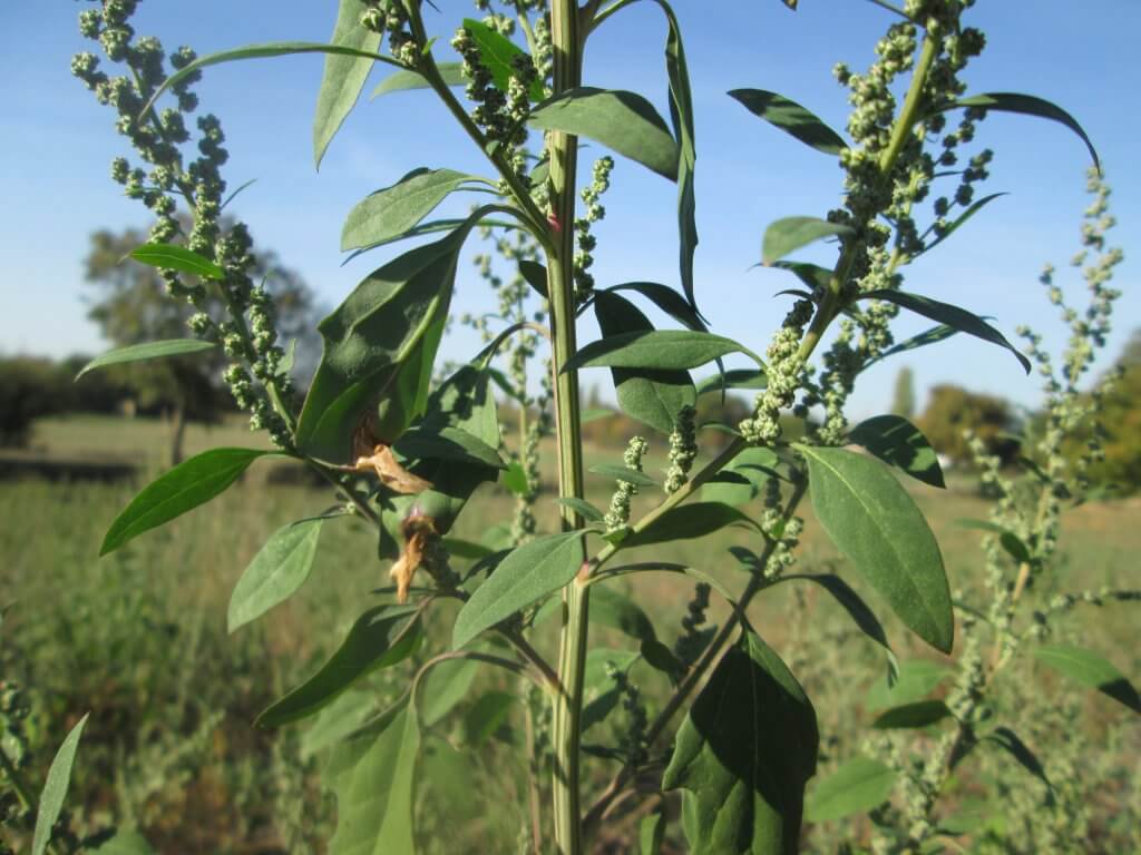 Lamb's Quarters Habitat, also showing slight purple coloring on stems