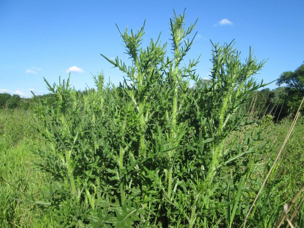 Bull thistle (Cirsium vulgare)