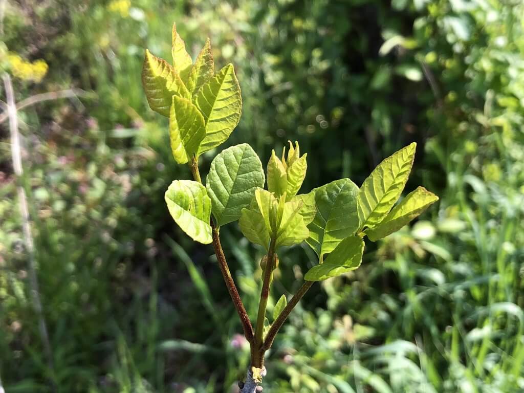 Young white ash leaves (Fraxinus americana)