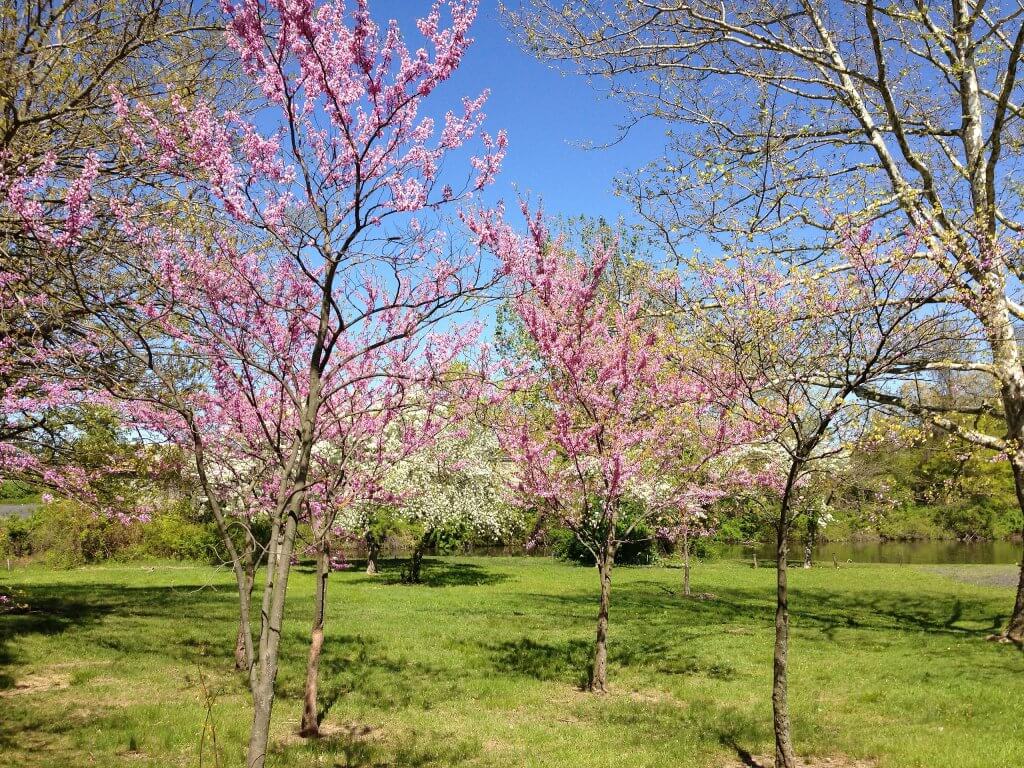 Redbuds in bloom in Colonial Lake Park in Lawrence, New Jersey