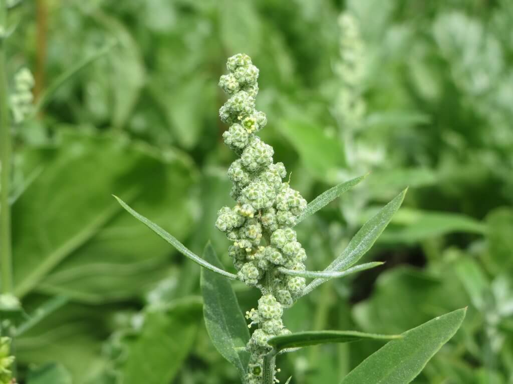 Flowers and young leaves close up (Chenopodium album)