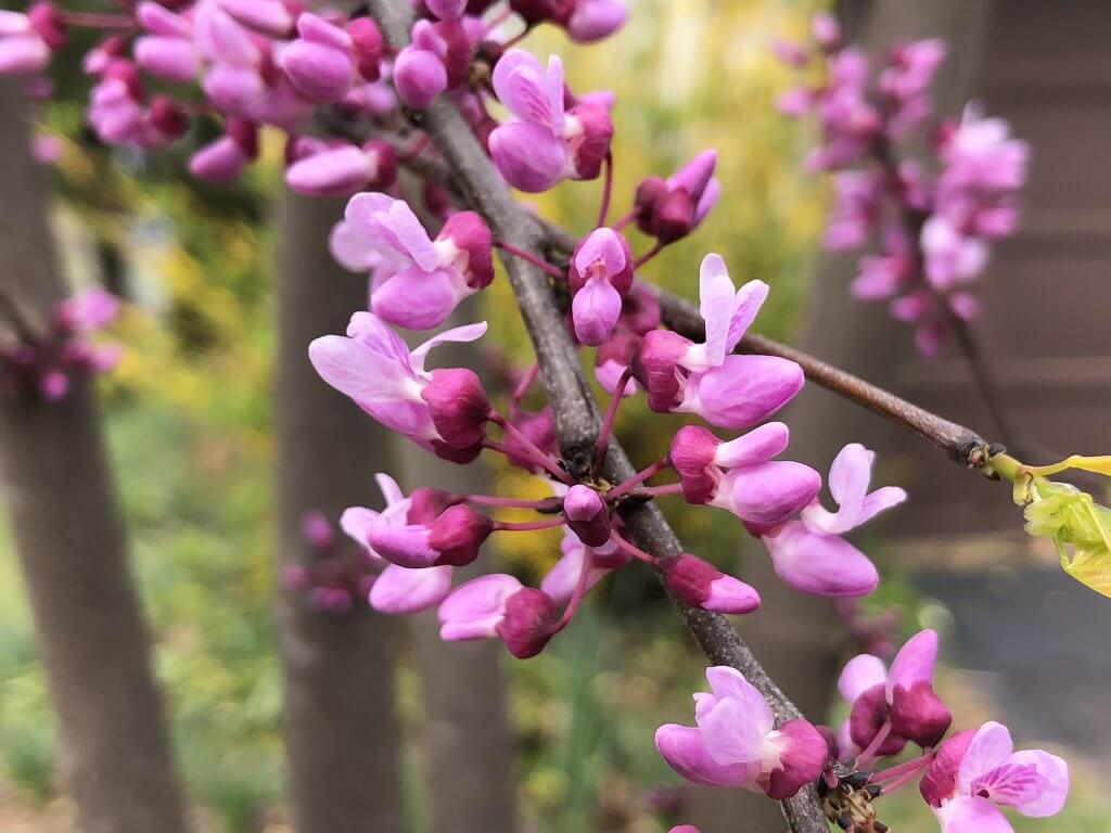 Flowers on an Eastern Redbud (Cercis canadensis)