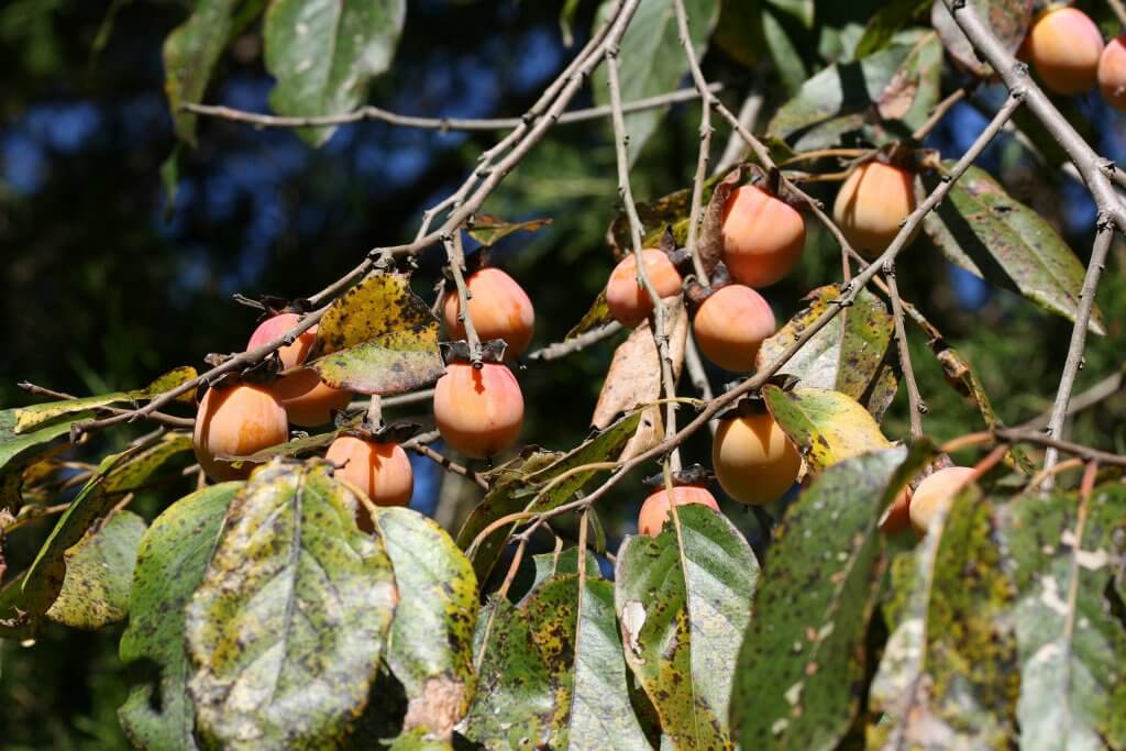 Persimmons (Diospyros virginiana)