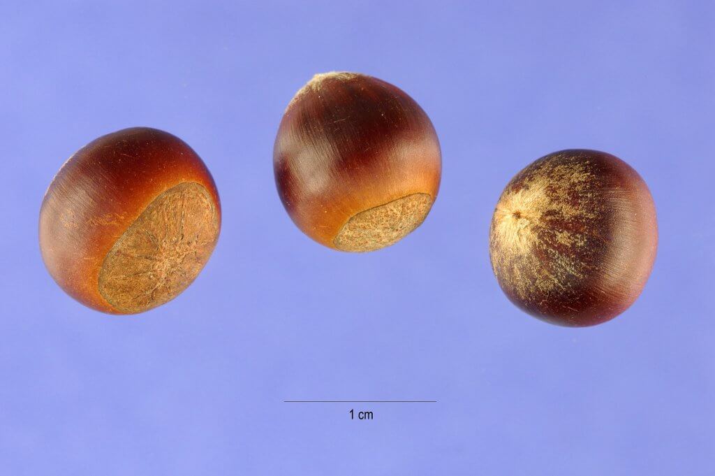 Chinquapin Nuts