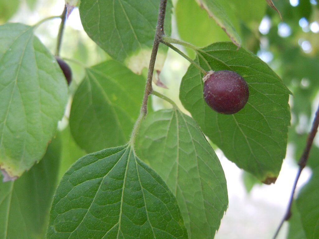 Hackberry (Celtis occidentalis)