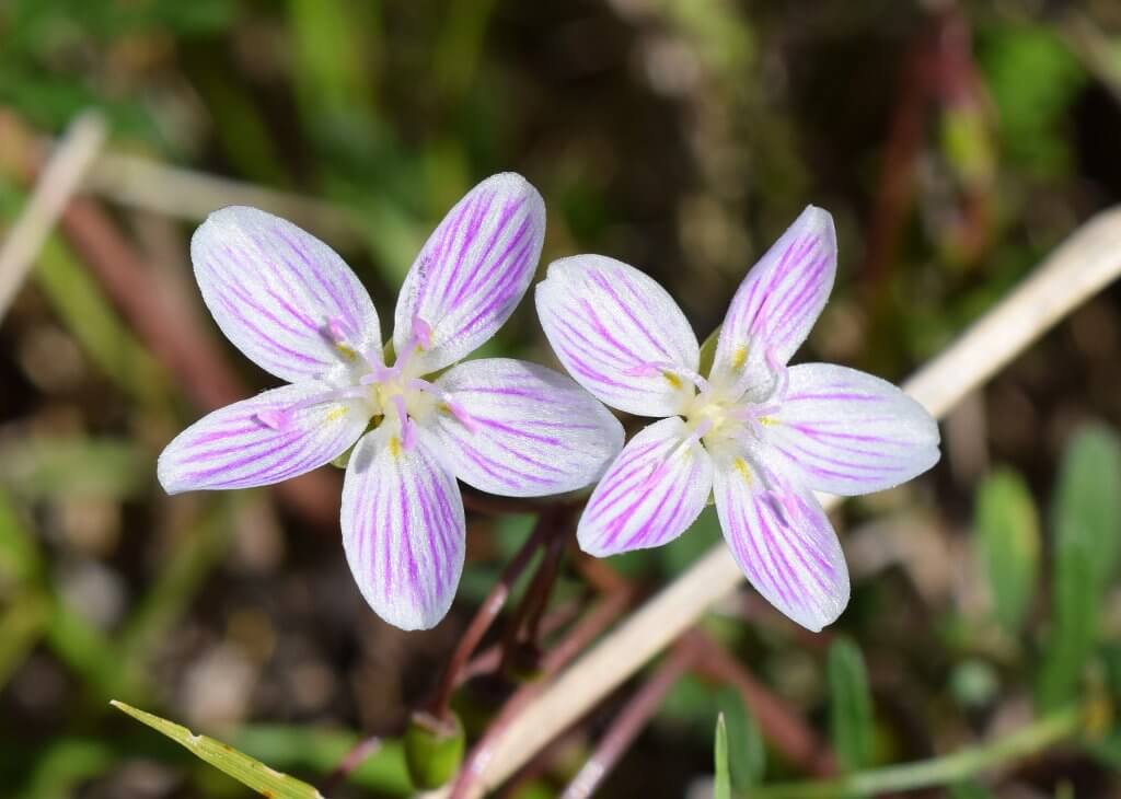 Spring Beauty Flowers (Claytonia virginica)