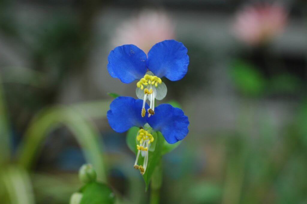 Asiatic day flower (Commelina communis)