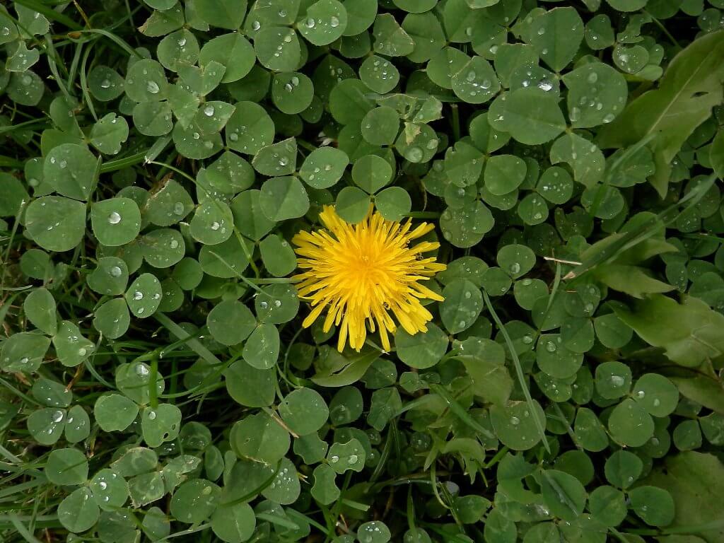 Dandelion Flower amongst White Clover Leaves