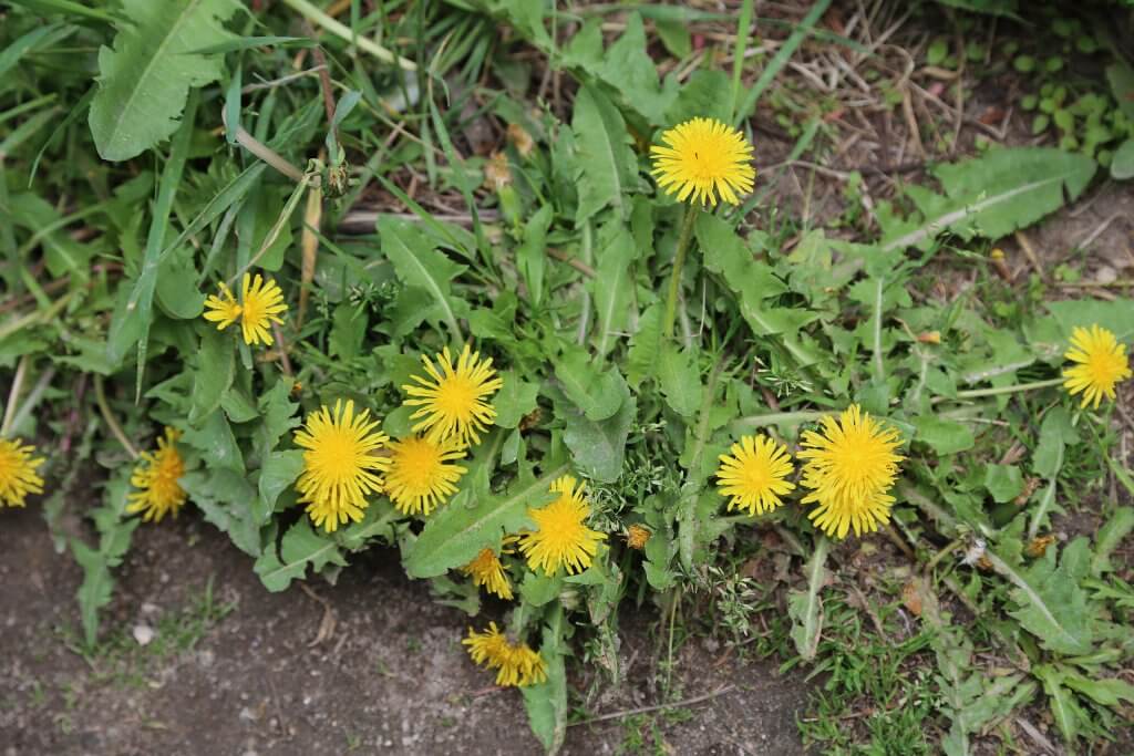 Dandelion (Taraxacum officinale)