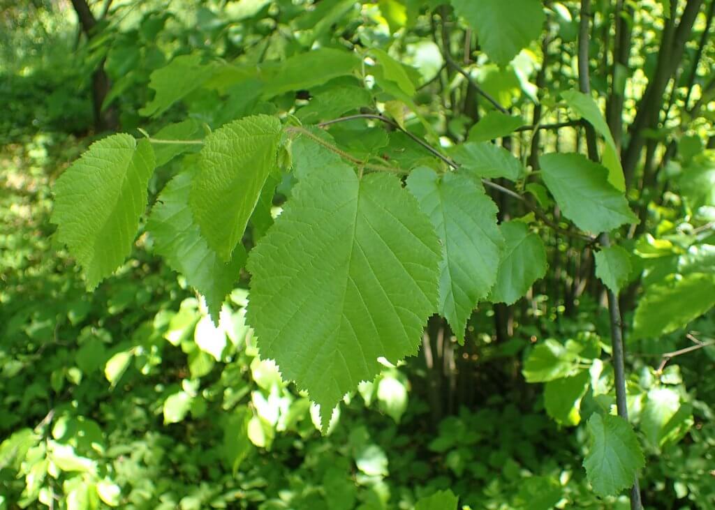 American Hazelnut Leaves