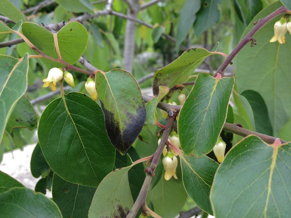 Persimmon Leaves and Flowers